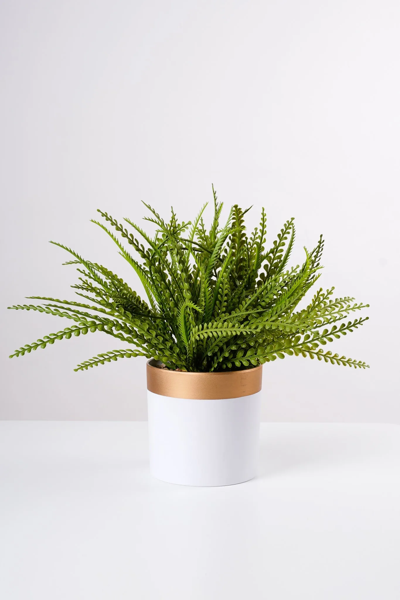 13" Adiantum in Wh/Gold Pot