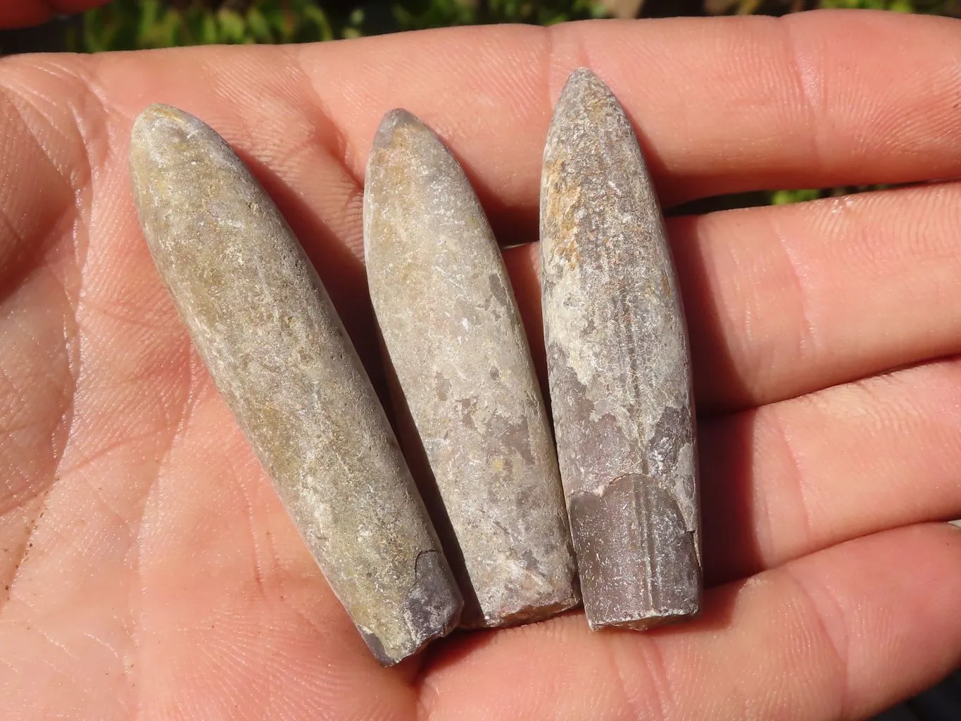 Natural Belemnite Fossil Specimens x 71 From Madagascar