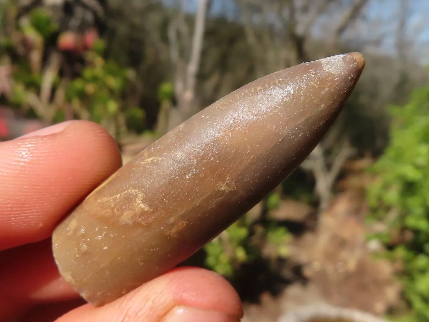 Natural Belemnite Fossil Specimens x 71 From Madagascar