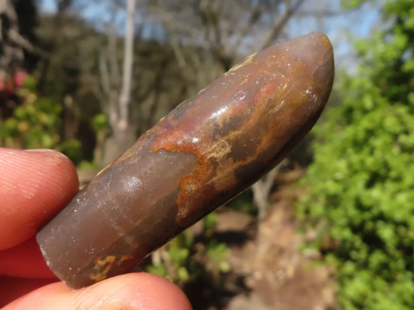 Natural Belemnite Fossil Specimens x 71 From Madagascar