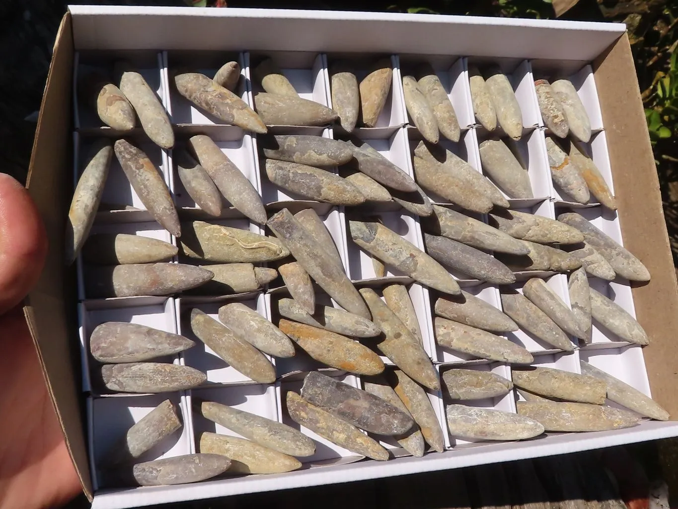 Natural Belemnite Fossil Specimens x 71 From Madagascar