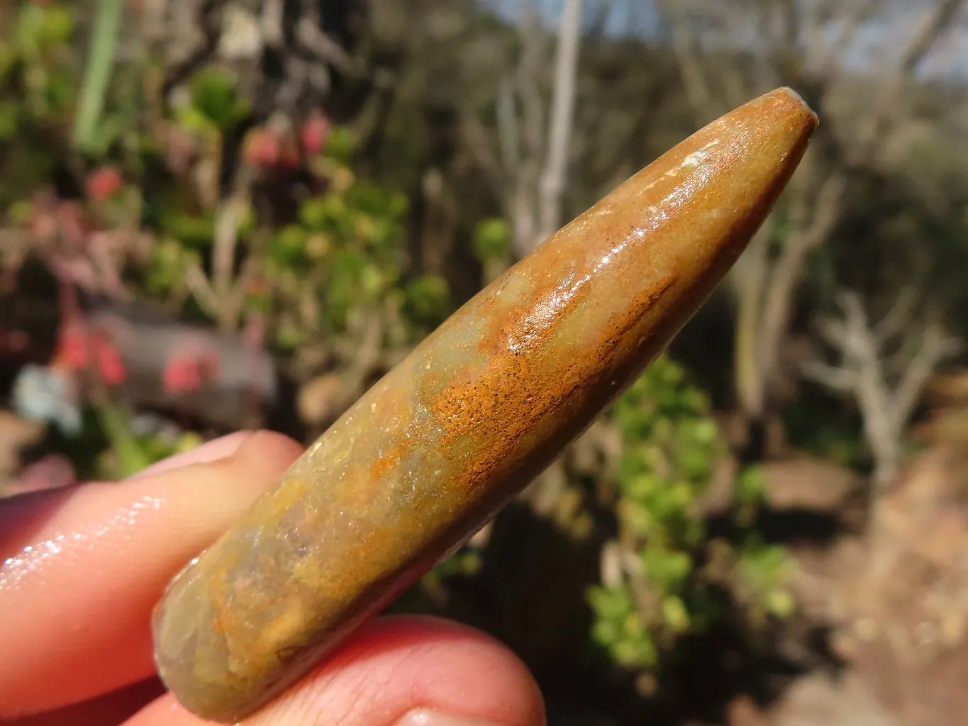 Natural Belemnite Fossil Specimens x 71 From Madagascar