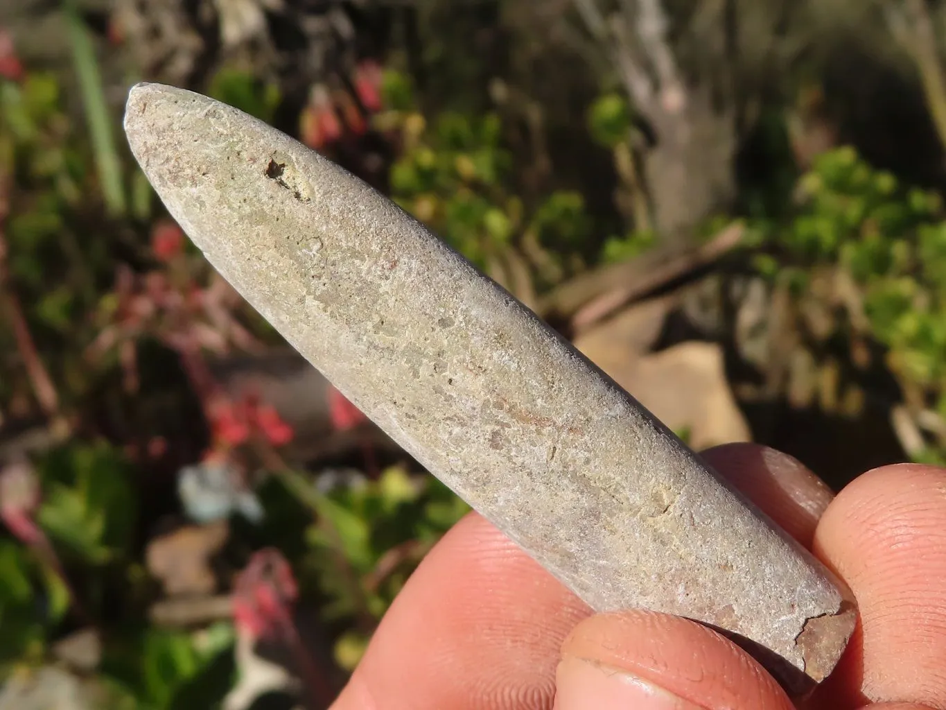 Natural Belemnite Fossil Specimens x 71 From Madagascar