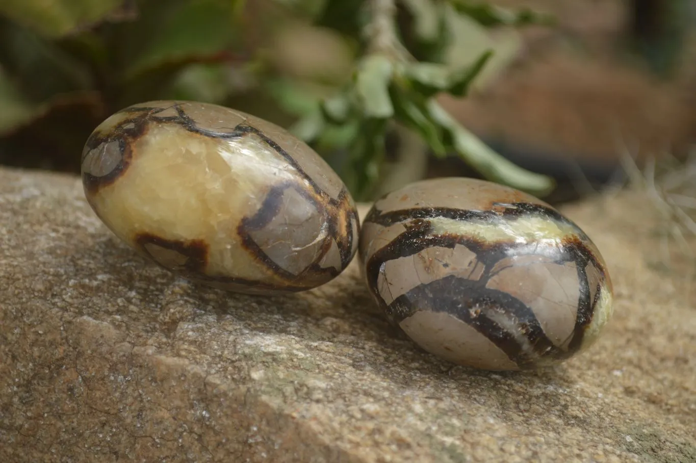 Polished Lovely Mixed Selection Of Galet / Palm Stones x 12 From Madagascar