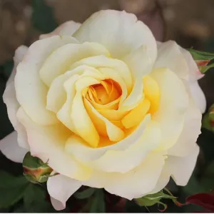 Whartons 'Sunny Sky' Cream Hybrid Tea Rose 3Ltr Pot